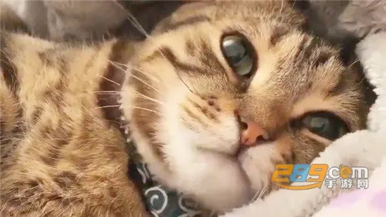 һ��ѧè��2025���ذ�װ