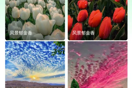 清风壁纸最新手机版 清风壁纸最新手机版