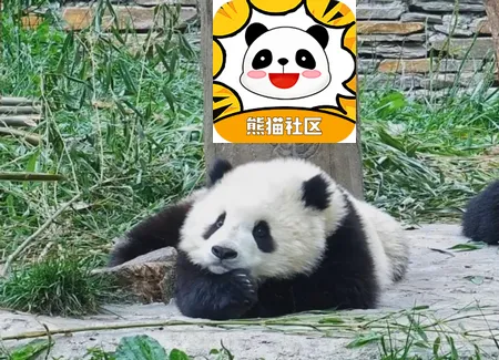 熊猫社区(玩机资源平台) 熊猫社区(玩机资源平台)