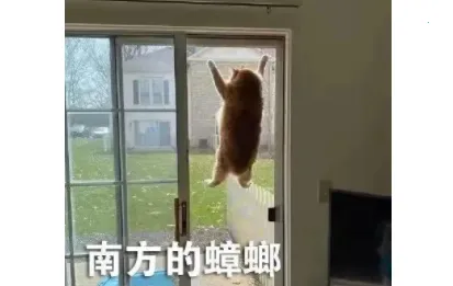 玩梗百科(热梗查询软件) 玩梗百科(热梗查询软件)