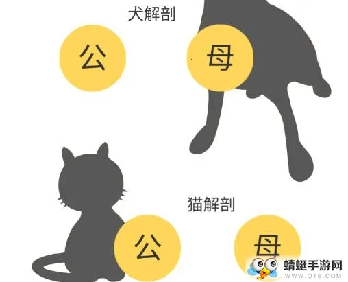 3dbody宠物app免费下载 3dbody宠物app免费下载